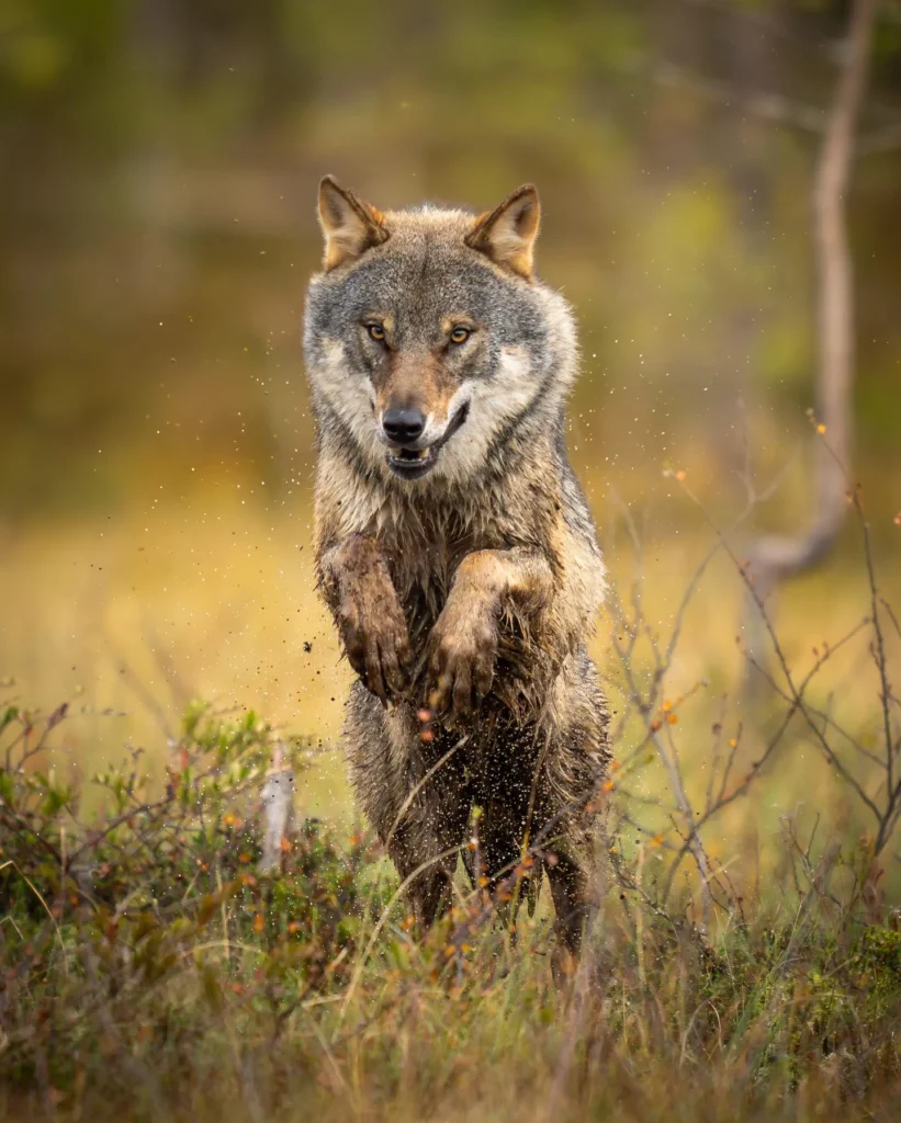 Web 374207650 17981403053394510 4939325645817709732 N